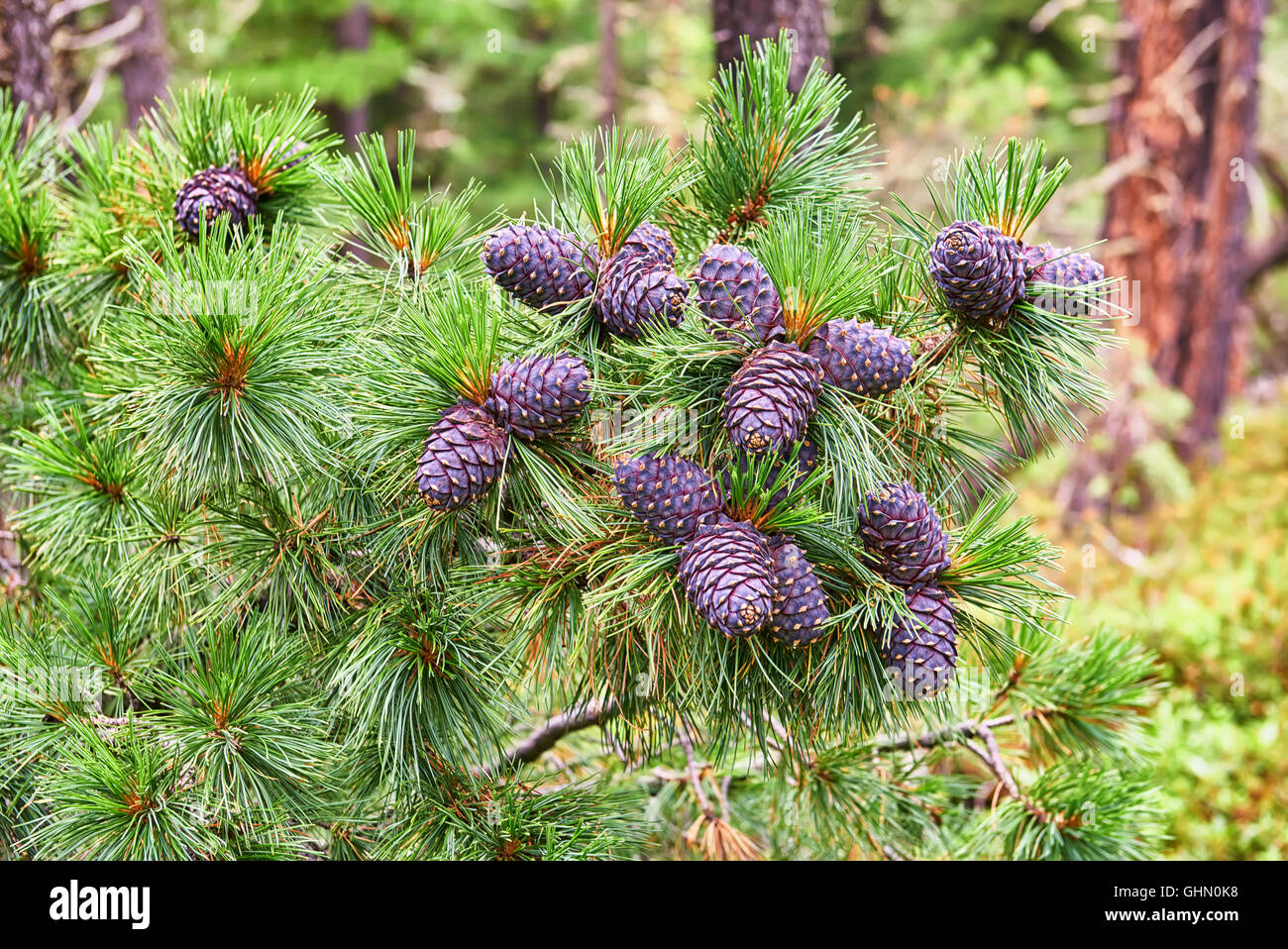 Cones of Siberian pine (Pinus sibirica) on top of tree branch. Shallow depth of field Stock Photo