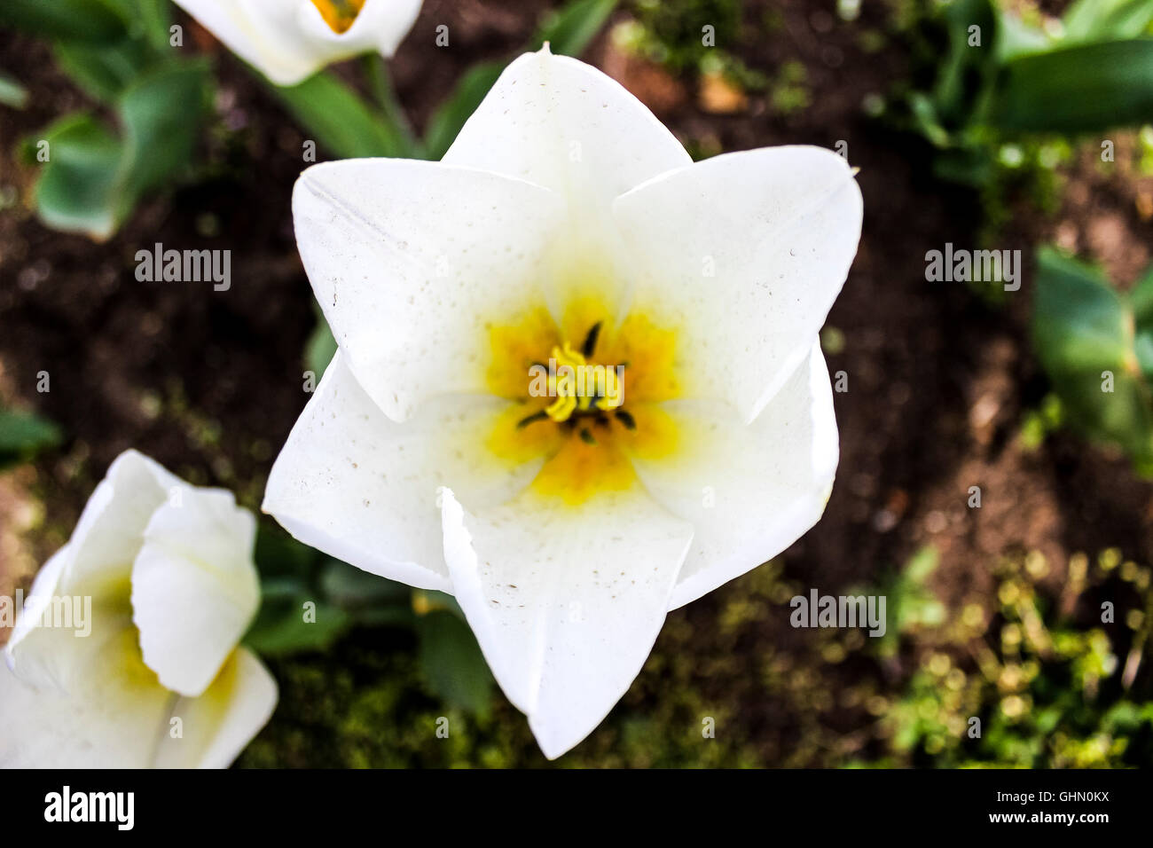 Closeup white tulip in hi-res stock photography and images - Alamy