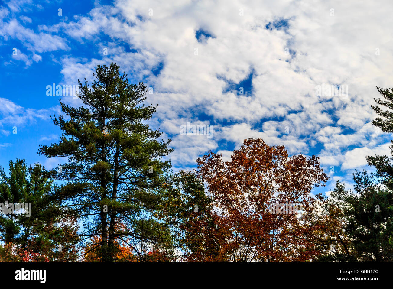 Bright blue sky behind pine trees and autumn color trees Stock Photo ...