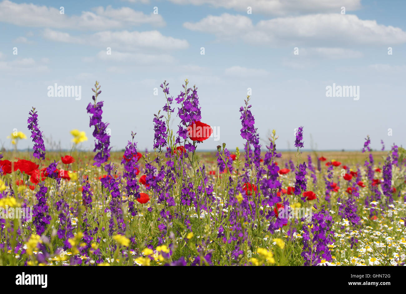 spring wild flowers meadow Stock Photo - Alamy