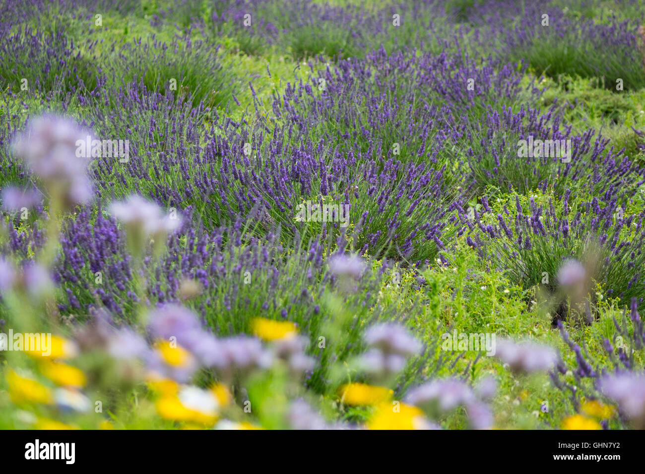 Lavender field with wildflowers in the foreground Stock Photo