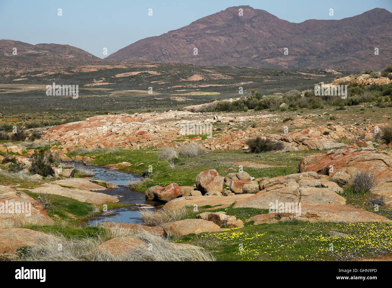 Spring season at Kamieskroon, Namaqualand, Northern Cape, South Africa Stock Photo