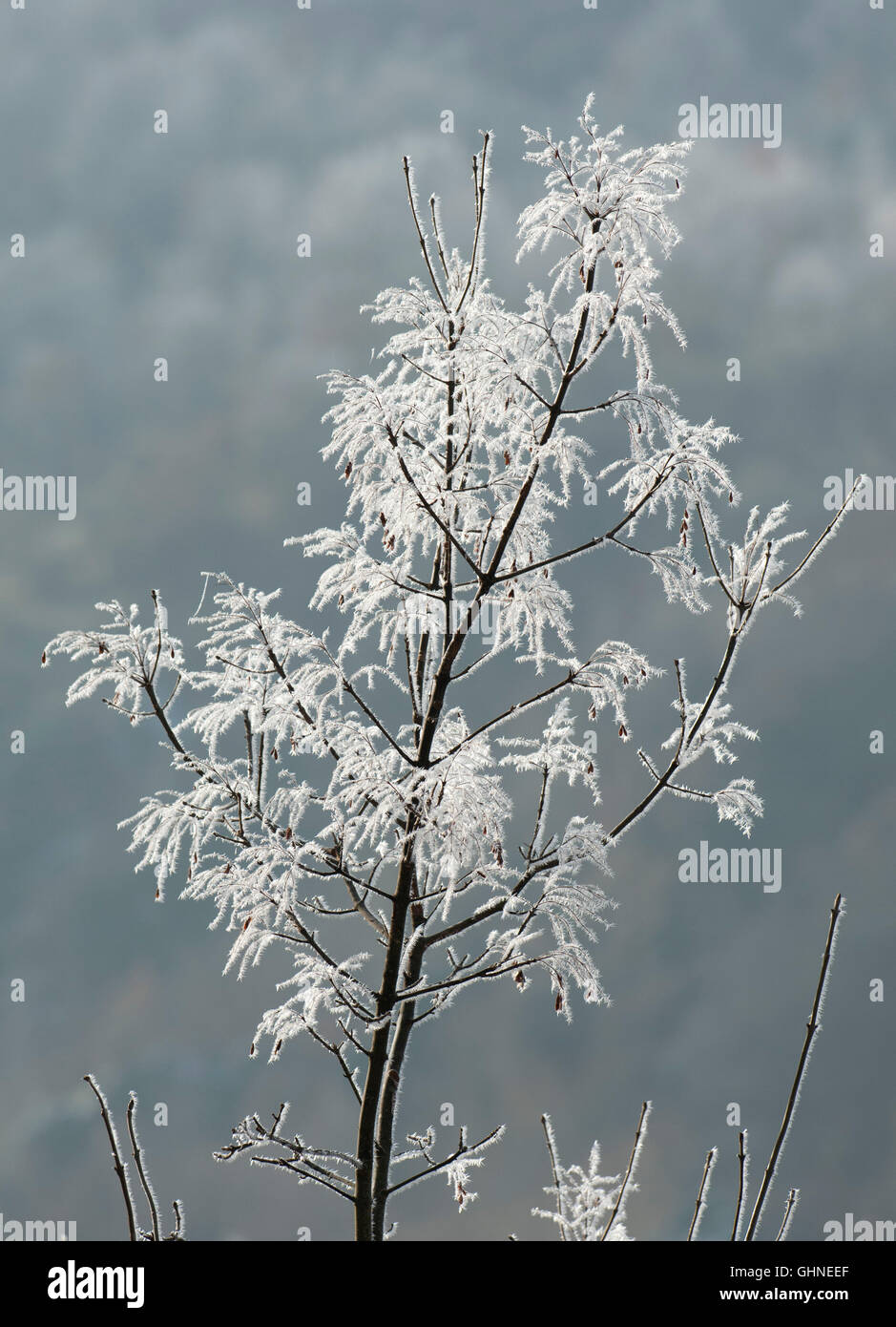 Frost on Shrub Eastern Rhodope Mountains Bulgaria Stock Photo