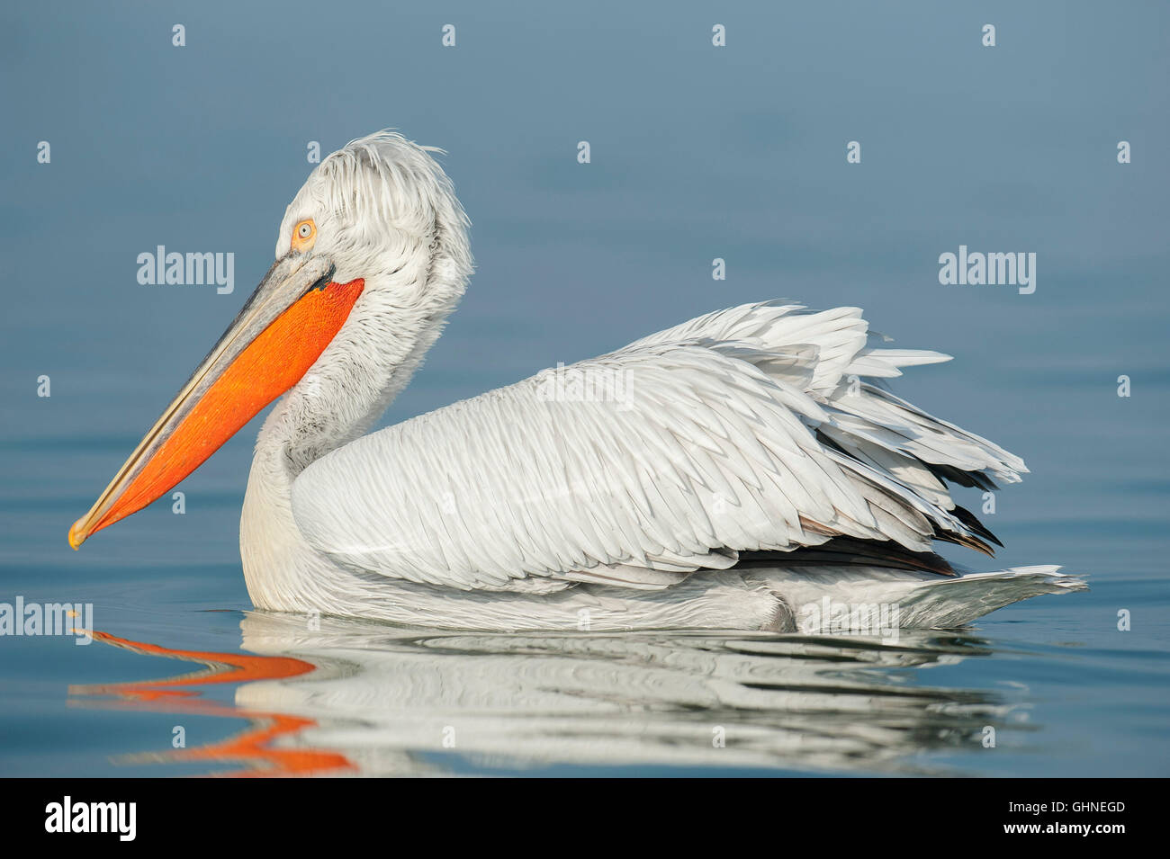Dalmatian Pelican Floating On Water Hi res Stock Photography And Images Dalmatian Pelican Floating On Water Hi res Stock Photography And Images