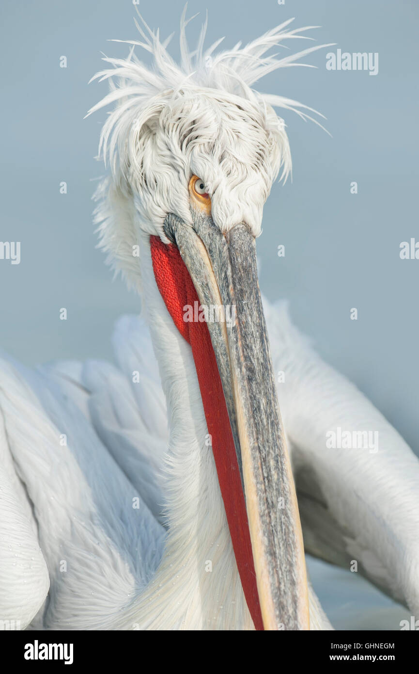 Dalmatian Pelican Pelecanus crispus Greece Stock Photo