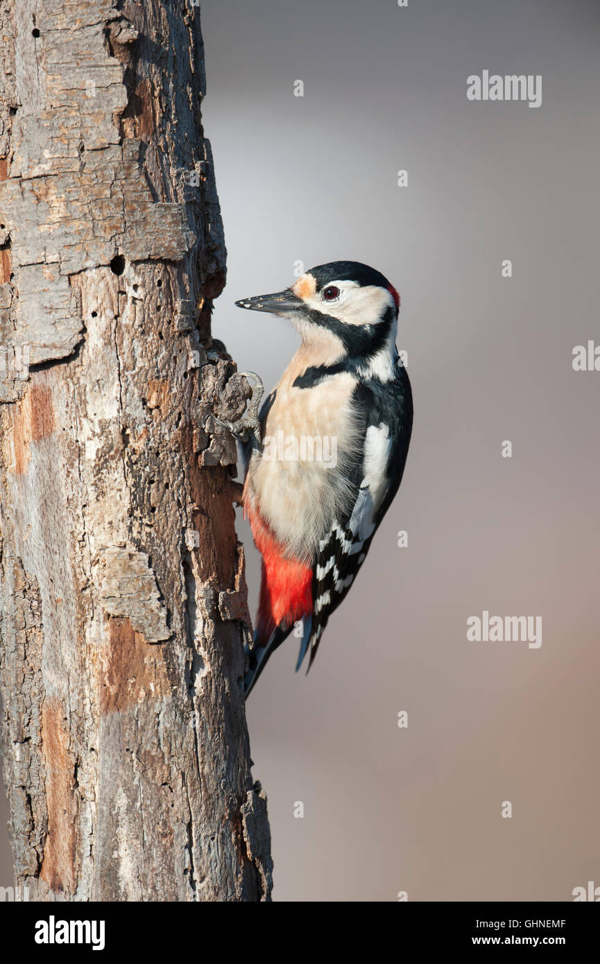 Great Spotted Woodpecker Dendrocopos major Bulgaria Stock Photo