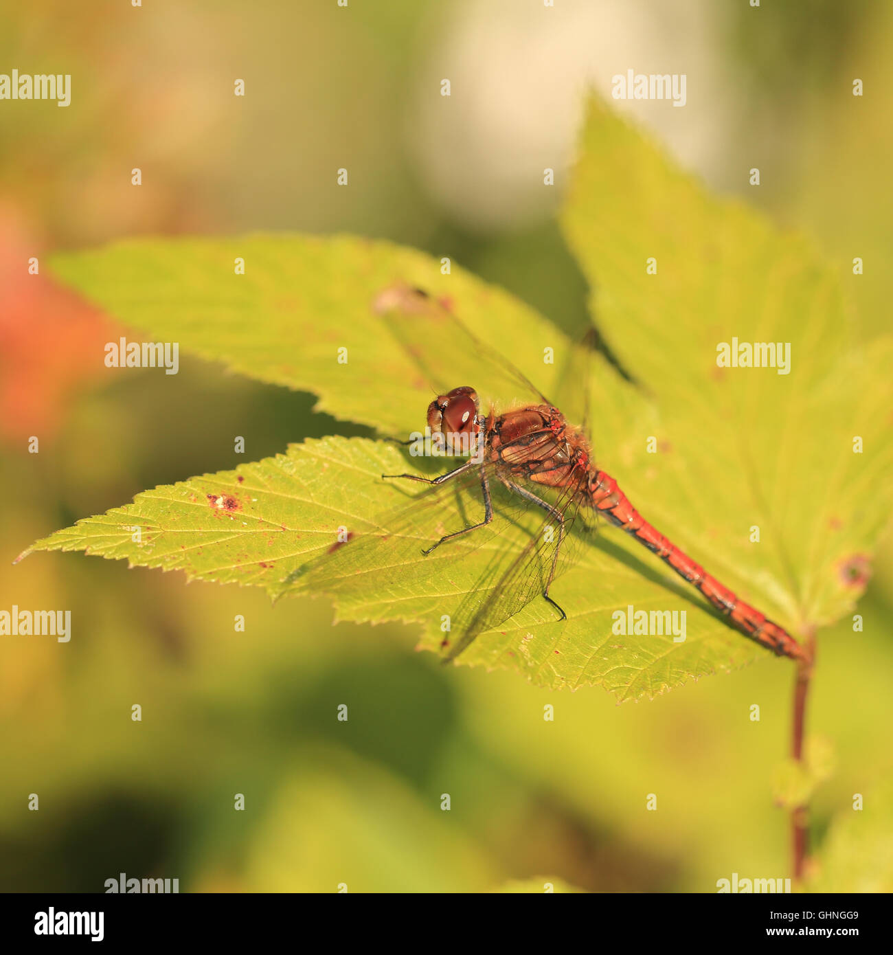 Red dragonflies on a green leaf hi-res stock photography and images - Alamy