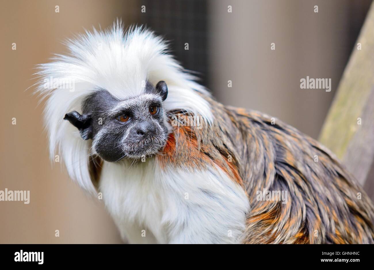 Closeup of Cotton-top Tamarin monkey. Latin name Saguinus oedipus