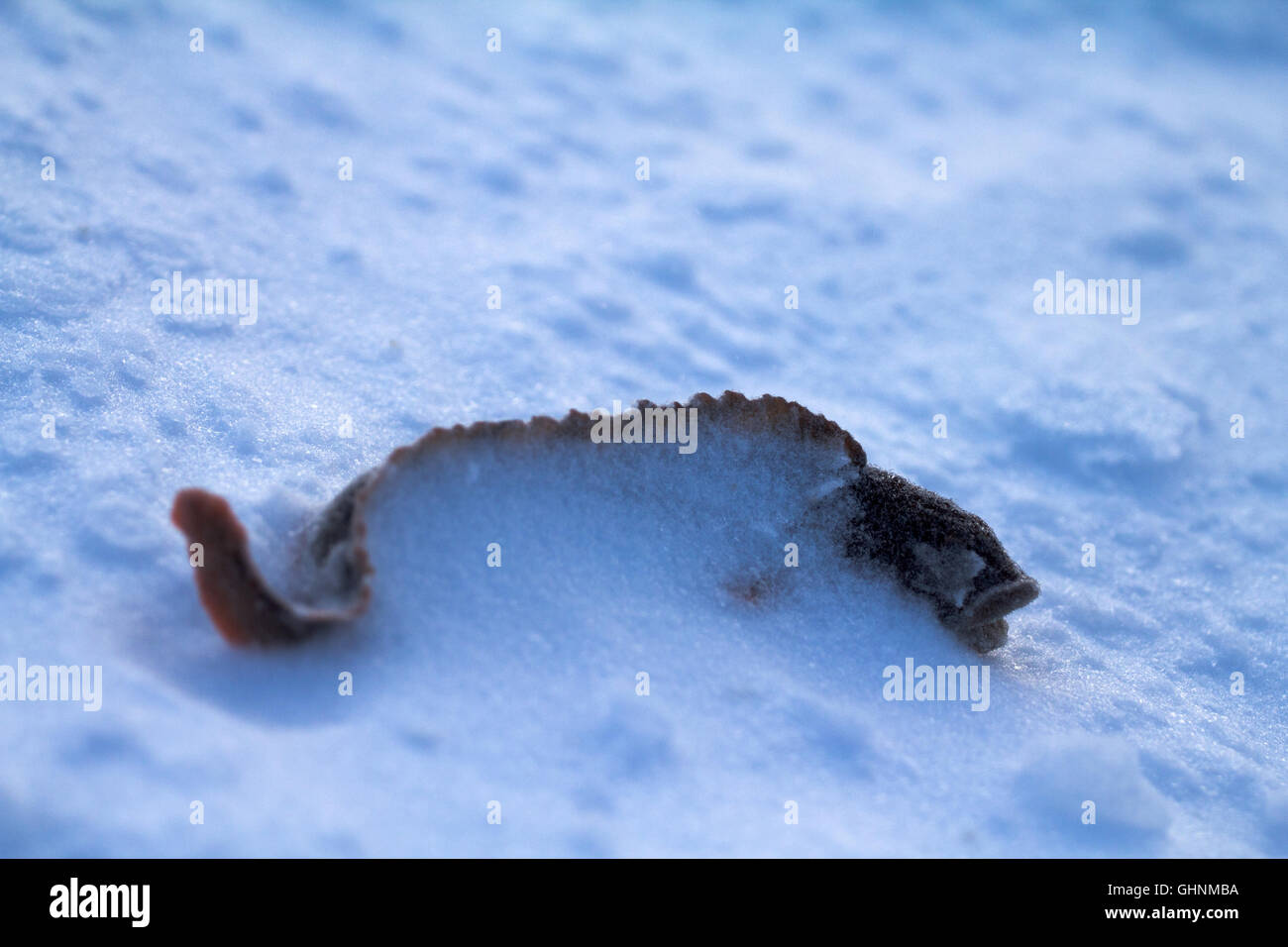 Ice fishing. Caught and snow-covered fish mother-of-eels Stock Photo