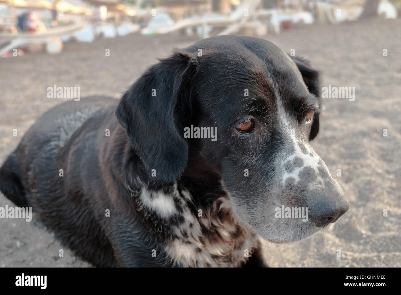 Portrait of a black dog on a beach Stock Photo