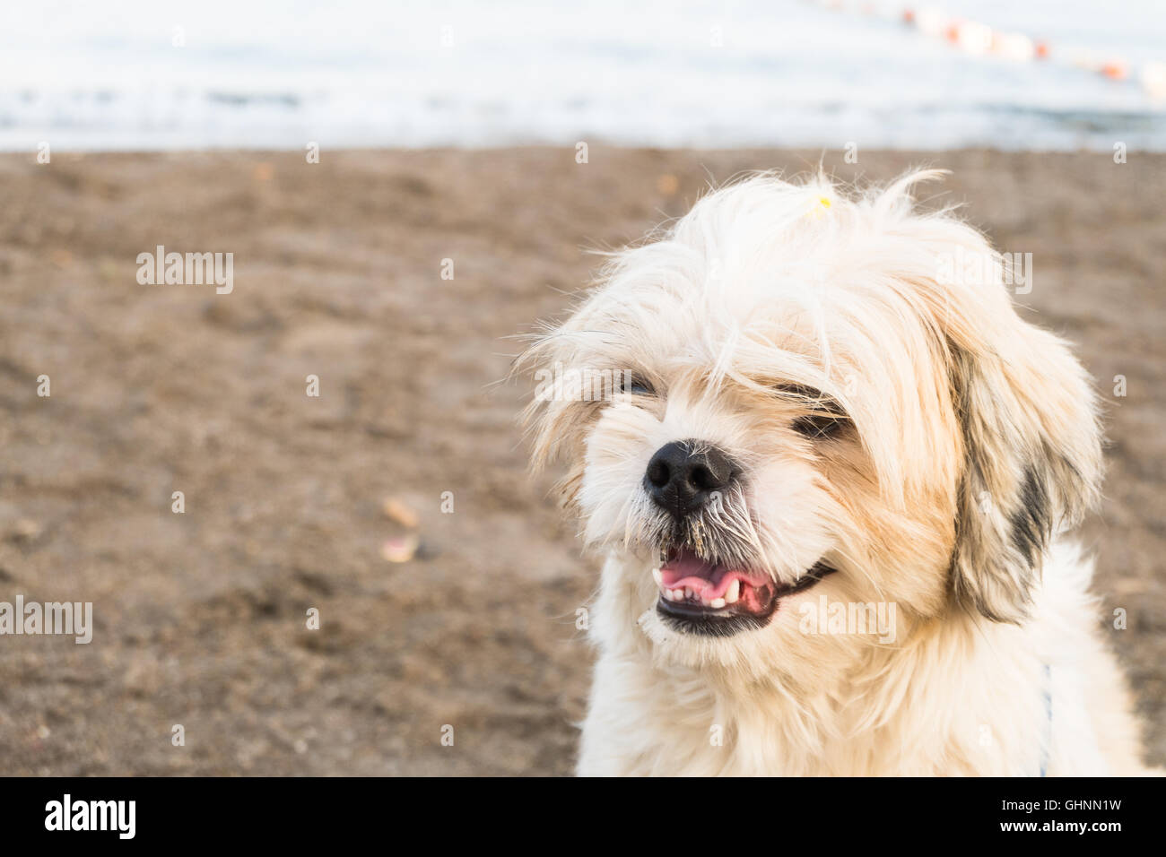 Portrait of a white dog on a beach Stock Photo