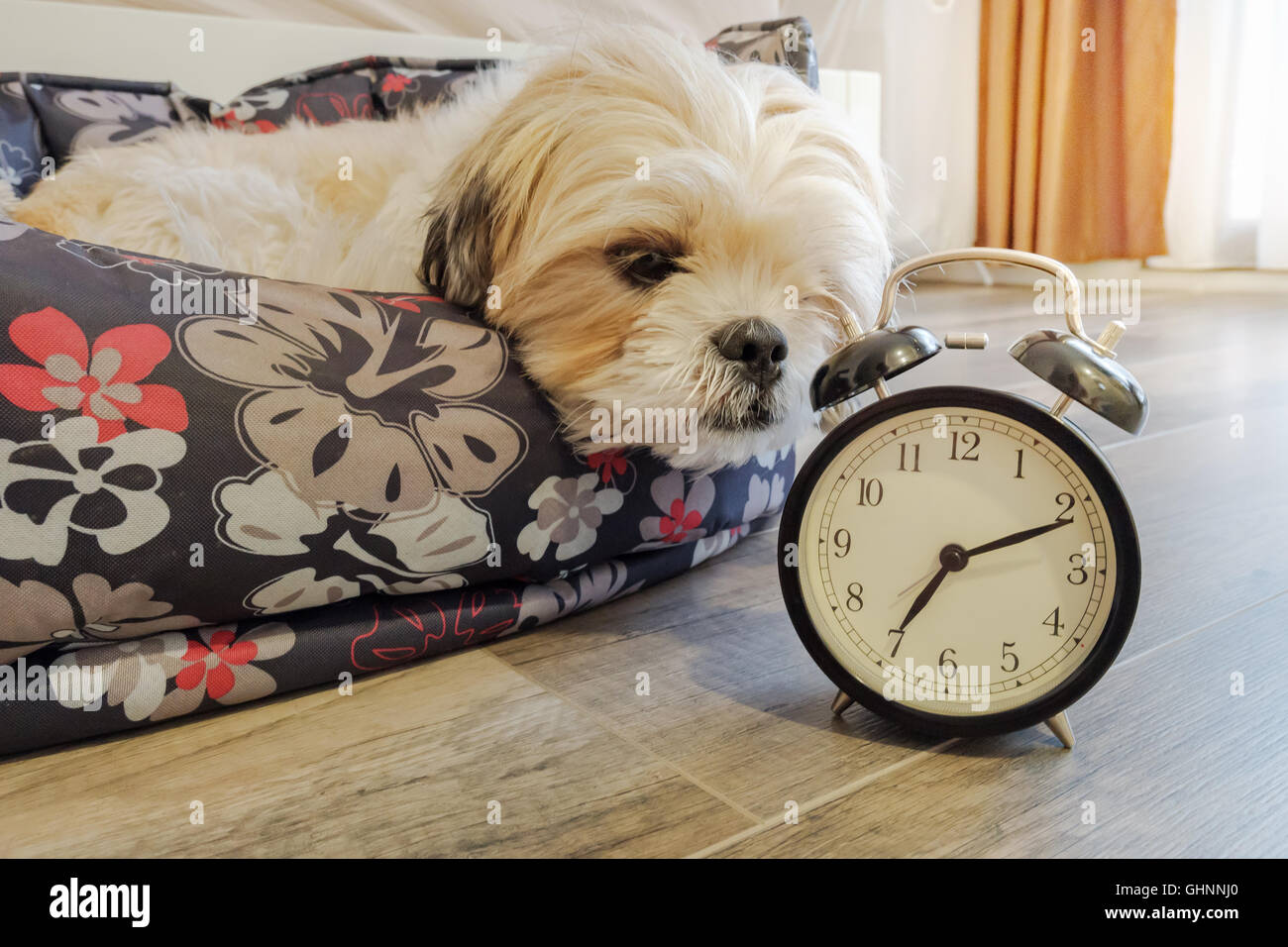 Dog lying in bed turning off an alarm clock in the morning at 7am Stock Photo
