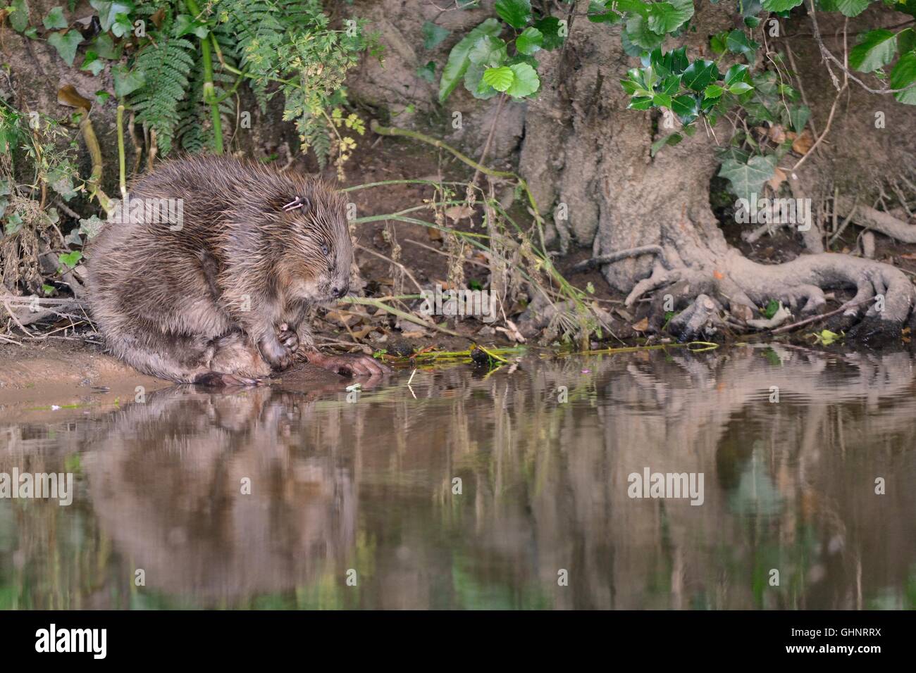 Eurasian beaver (Castor fiber) female reflected in the water as she grooms on the banks of the River Otter, Devon, UK, July. Stock Photo