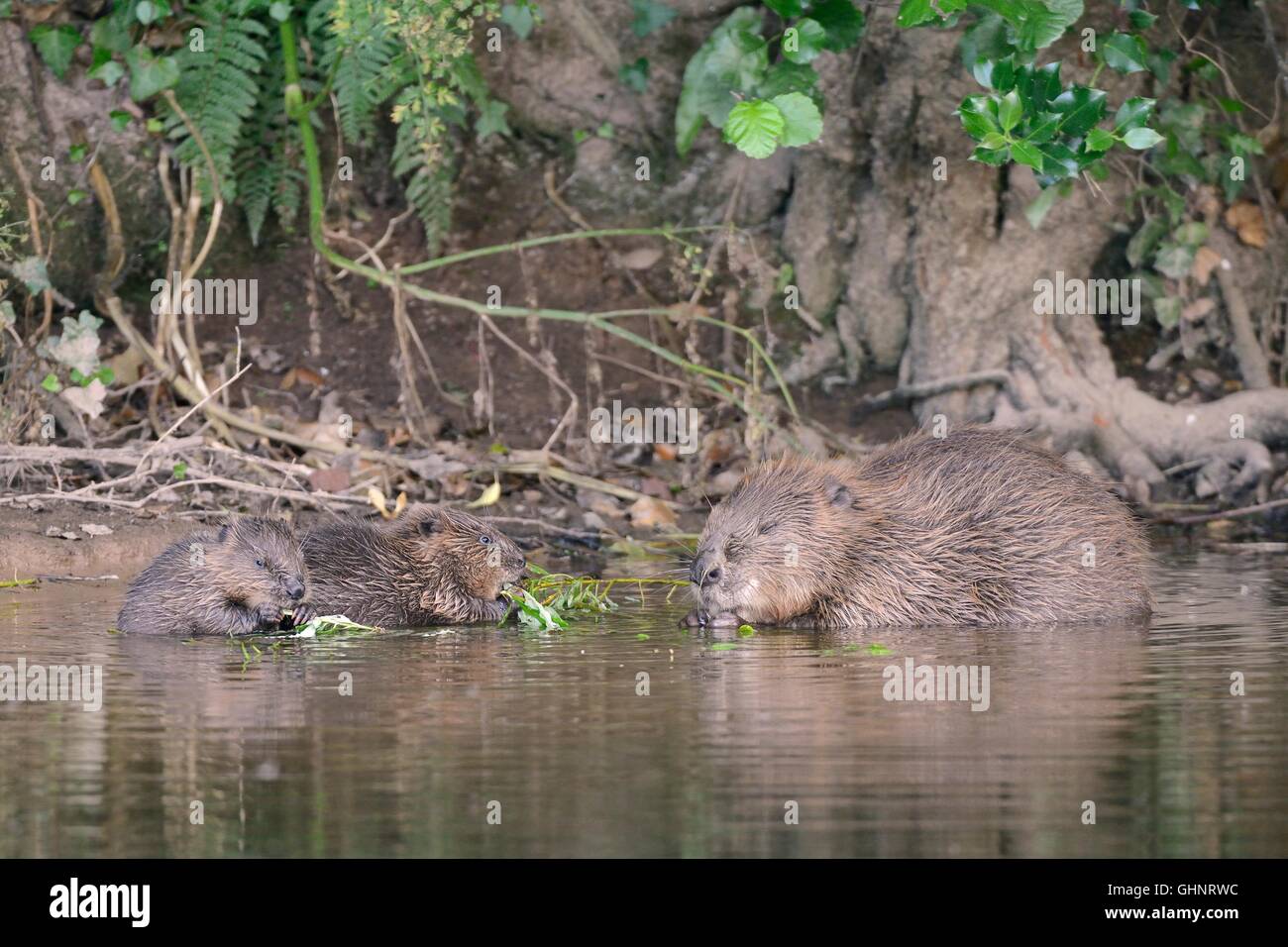 Eurasian beaver (Castor fiber) mother and two kits eating leaves from a Willow sapling she's cut on the River Otter, Devon, UK. Stock Photo