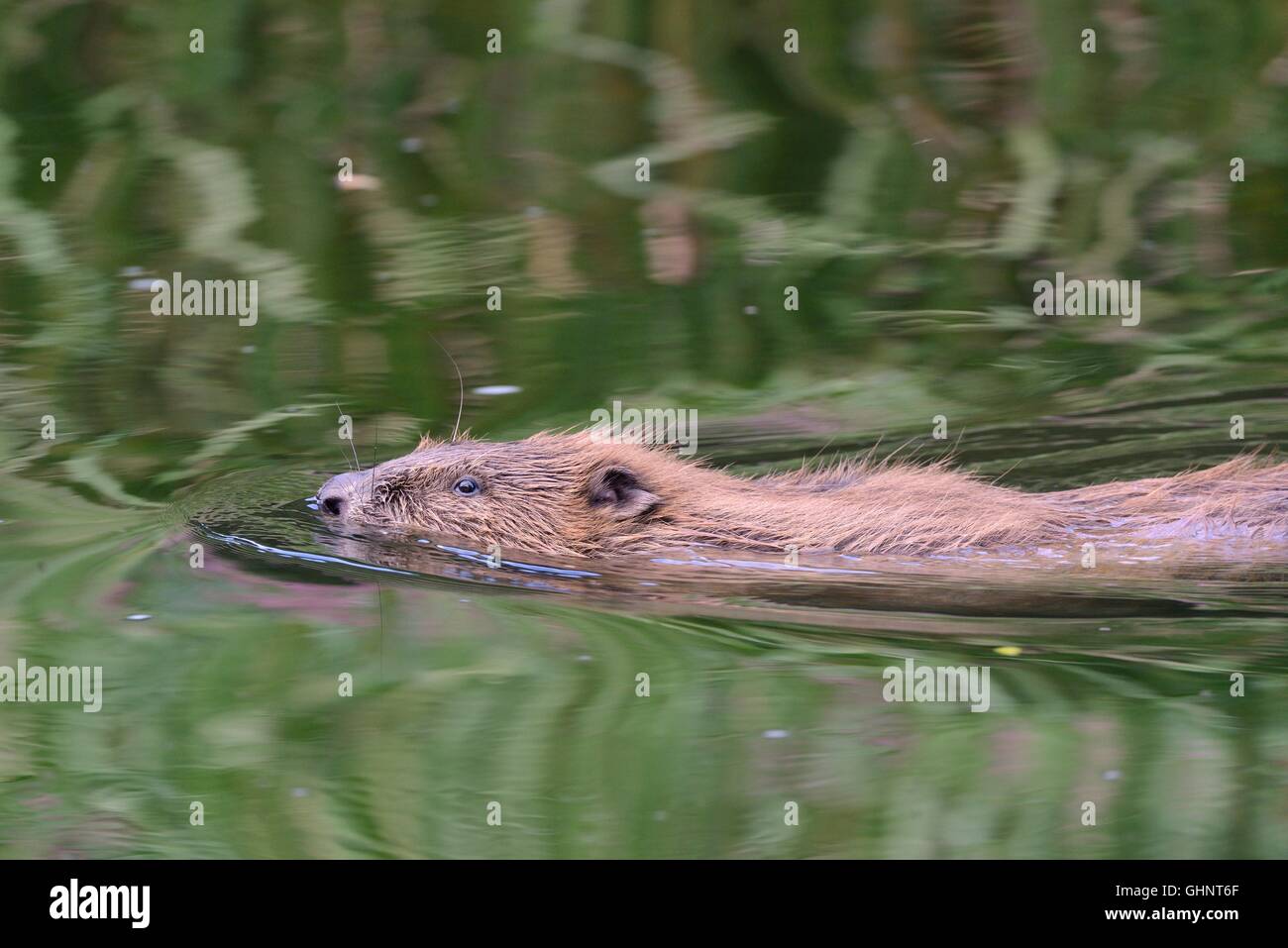 Eurasian beaver (Castor fiber) adult female swimming on the River Otter, Devon, UK, July. Stock Photo