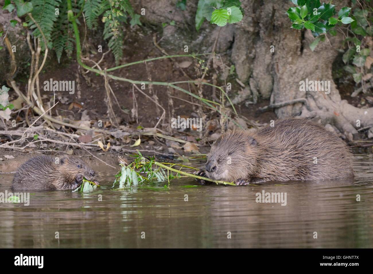Eurasian beaver (Castor fiber) mother and one of her kits browsing a Willow sapling she has cut on the River Otter, Devon, UK. Stock Photo
