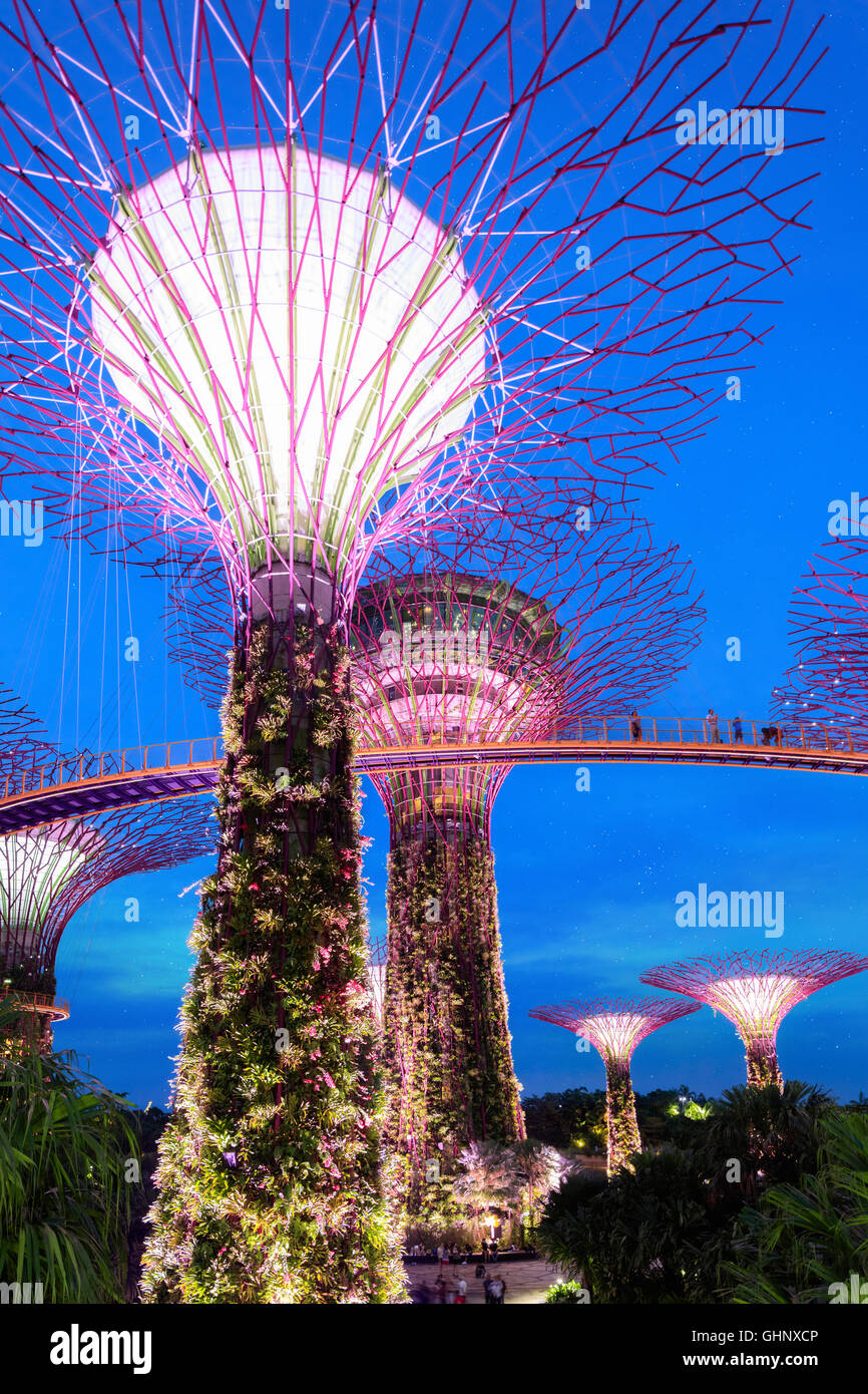 Singapore tree hi-res stock photography and images - Alamy