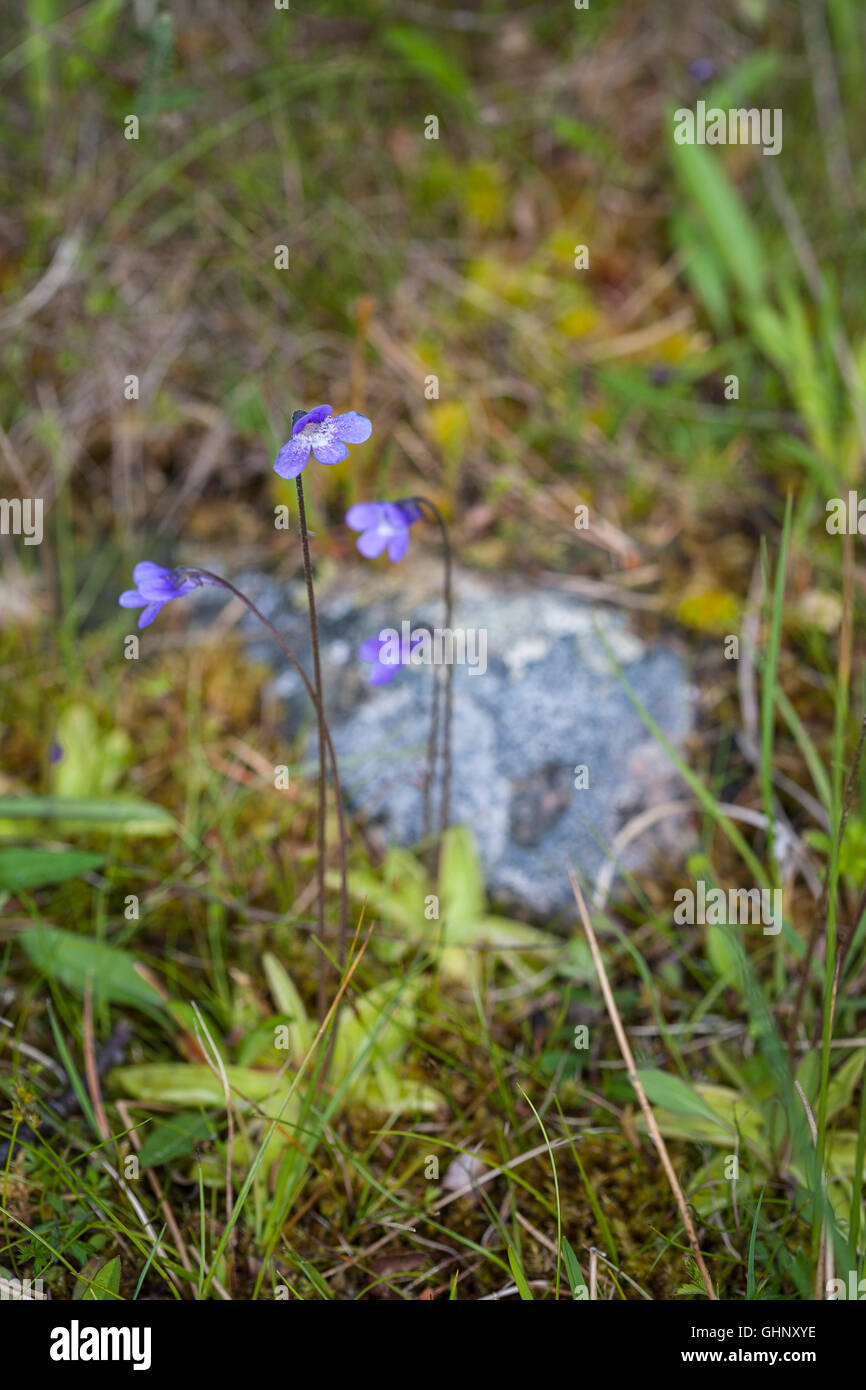Common Butterwort (Pinguicula vulgaris Stock Photo Alamy