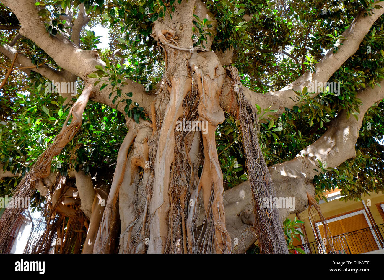 ficus macrophylla tree standing in aguilas, spain Stock Photo