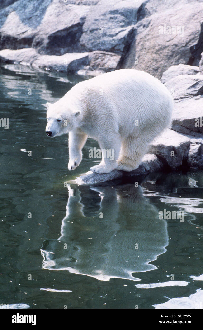 Tierdokumentation In drei Episoden gewährt der Film Einblicke in das Leben der EISBÄREN. T/Eisbär aka. Beware The Ice Bear Stock Photo