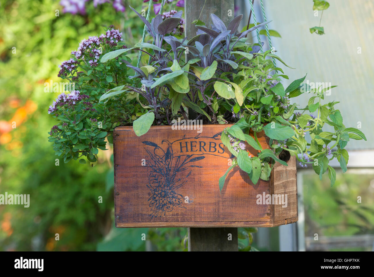 Hanging wooden herb planter containing banana mint, purple sage and compact marjoram in an english garden Stock Photo