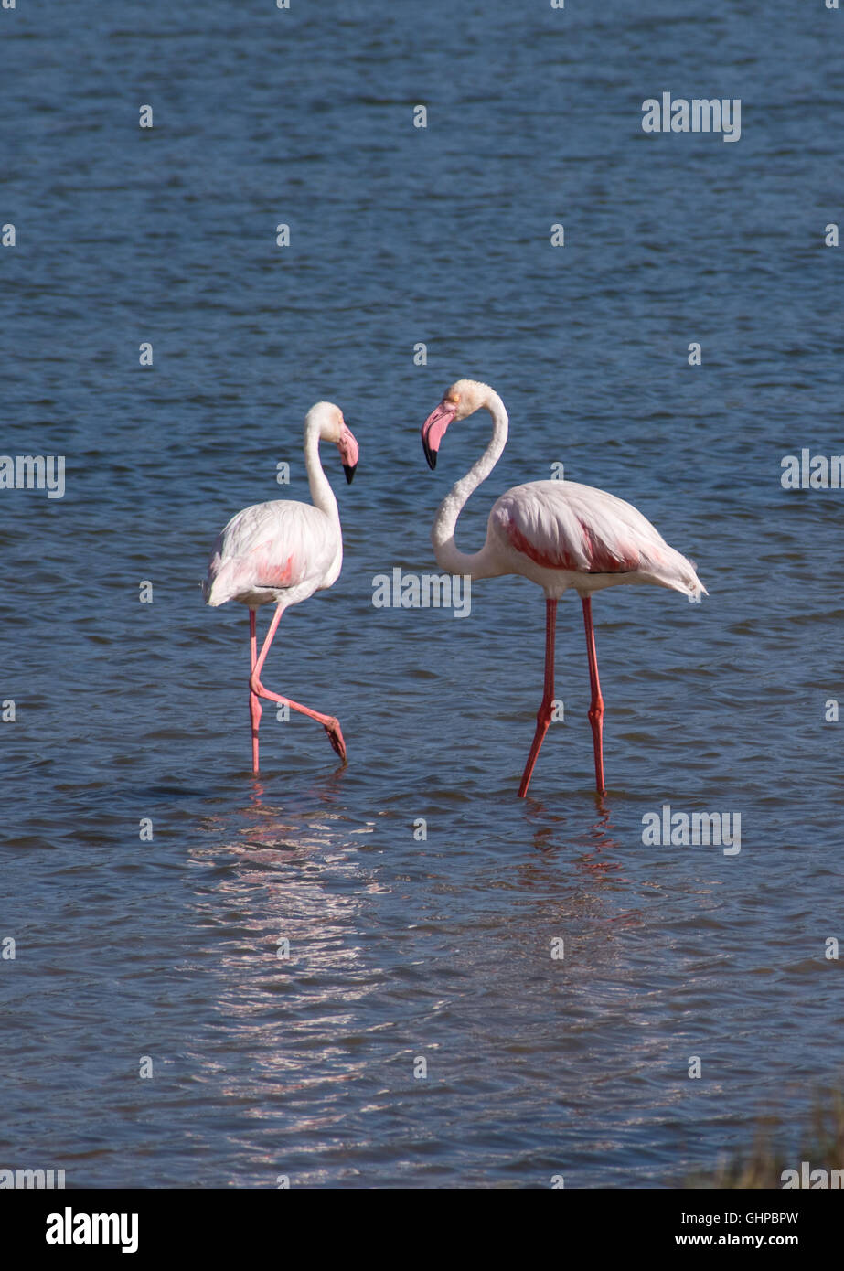 Flamingo on the island hi-res stock photography and images - Alamy