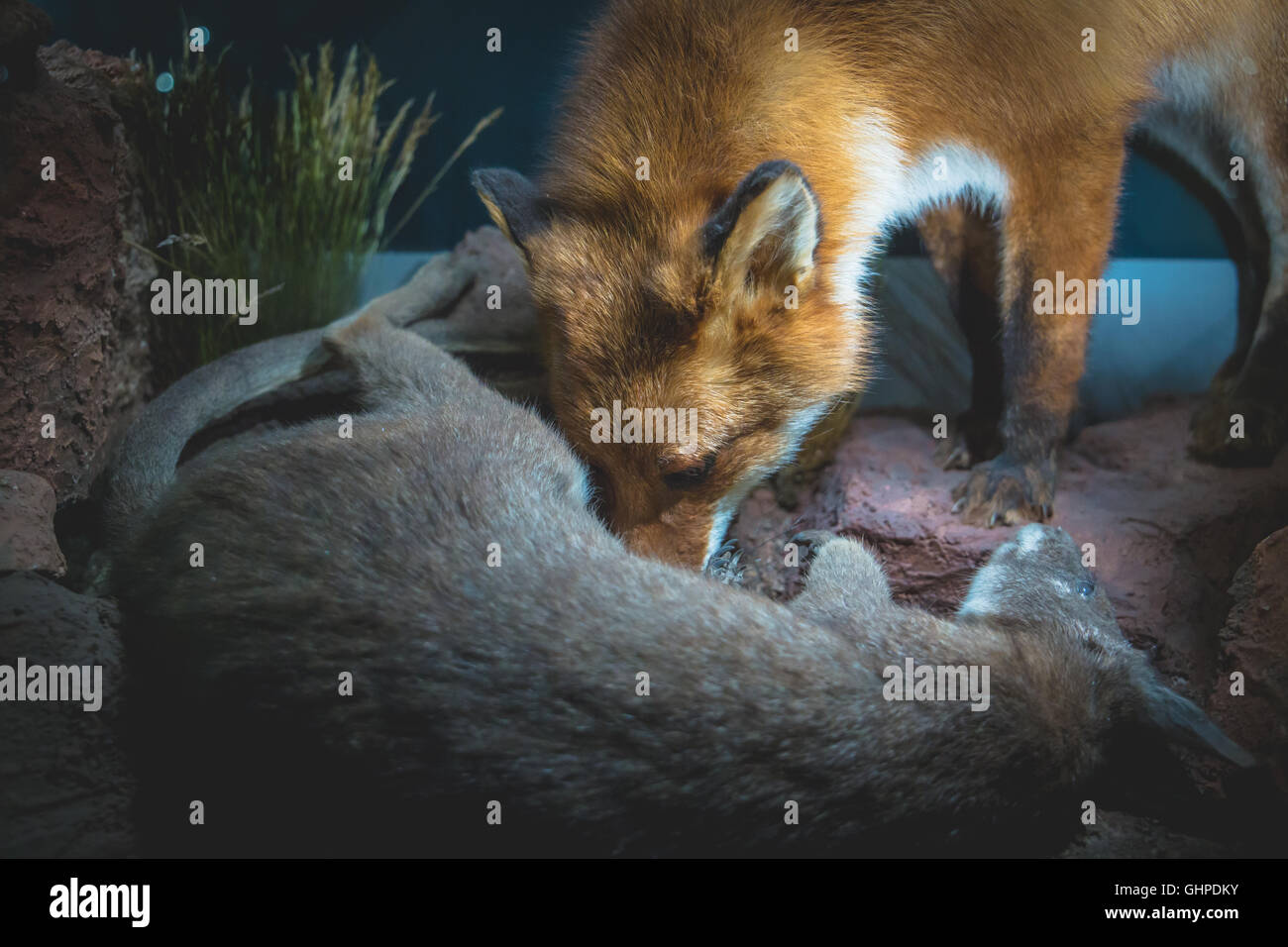Arctic Fox Eating A Rabbit