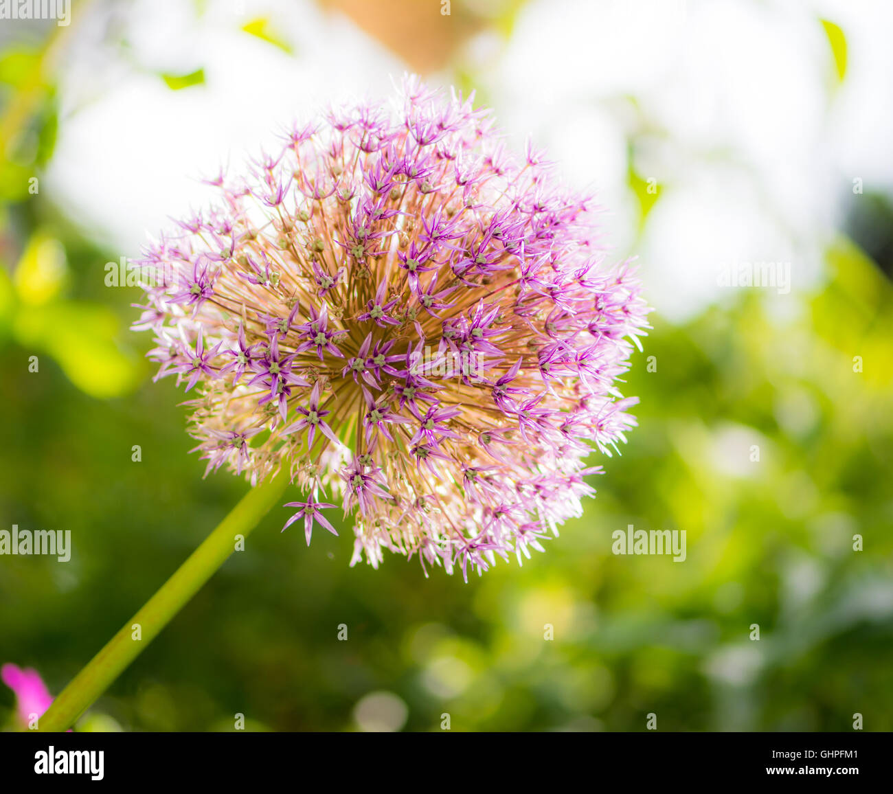 Giant onion (Allium giganteum) flower blossom Stock Photo Alamy