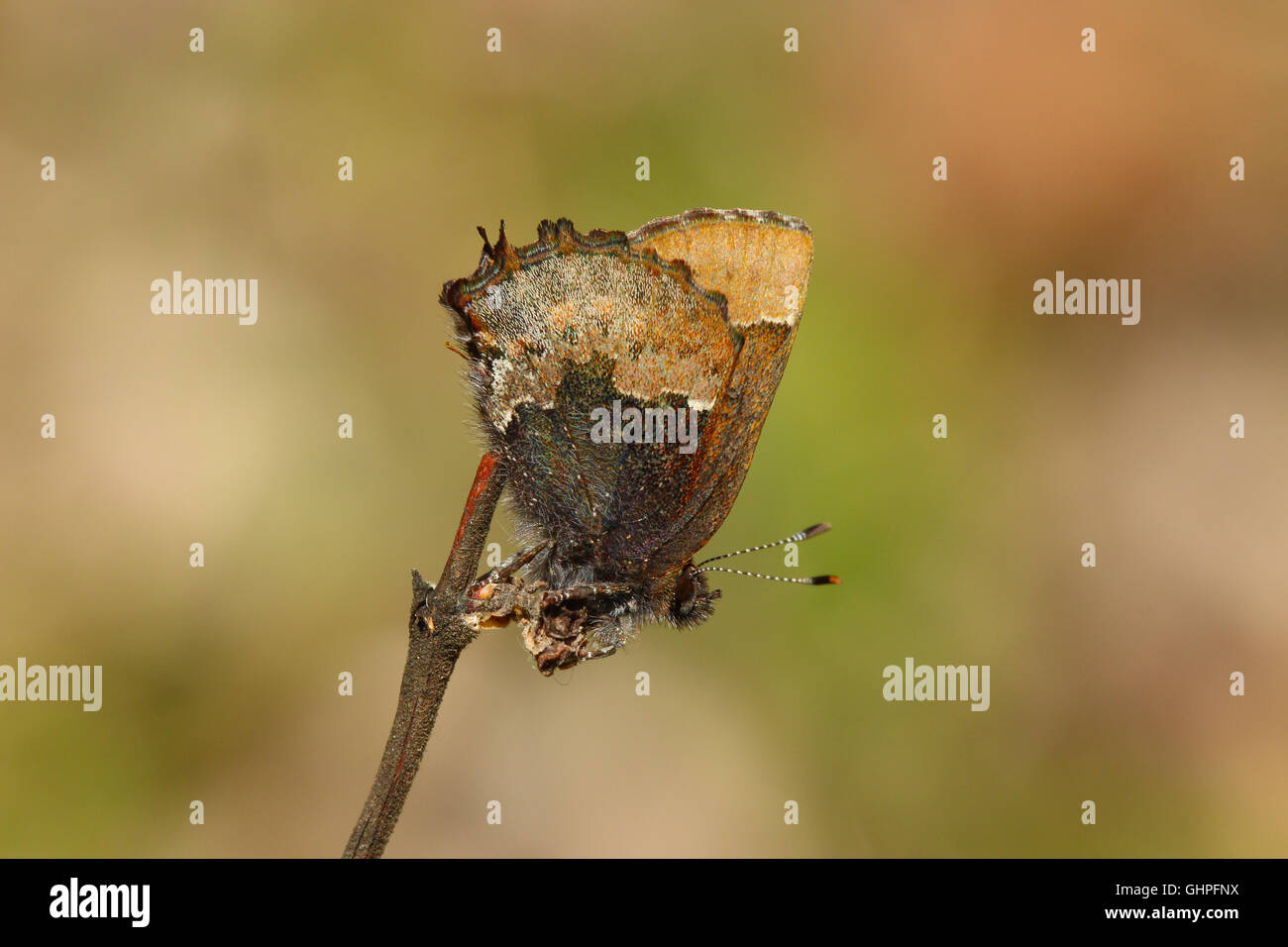 Callophrys henrici hi-res stock photography and images - Alamy