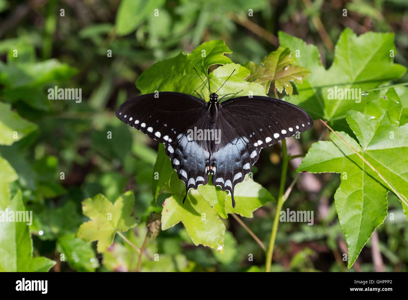 A male Spicebush Swallowtail butterfly (Papilio troilus) basking on a maple sapling at Big Oaks National Wildlife Refuge, Indiana, United States Stock Photo