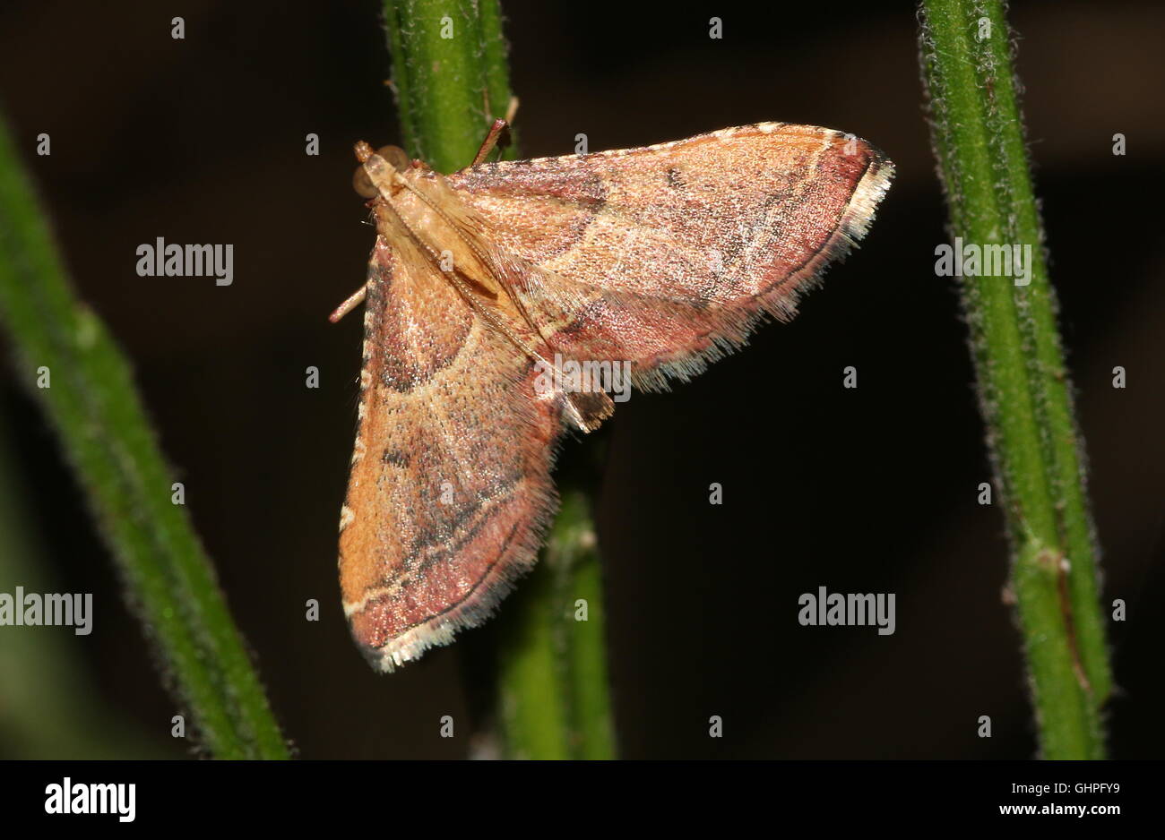 Colourful European Rosy Tabby moth ( Endotricha flammealis)  - Pyralidae - Microlepidoptera Stock Photo