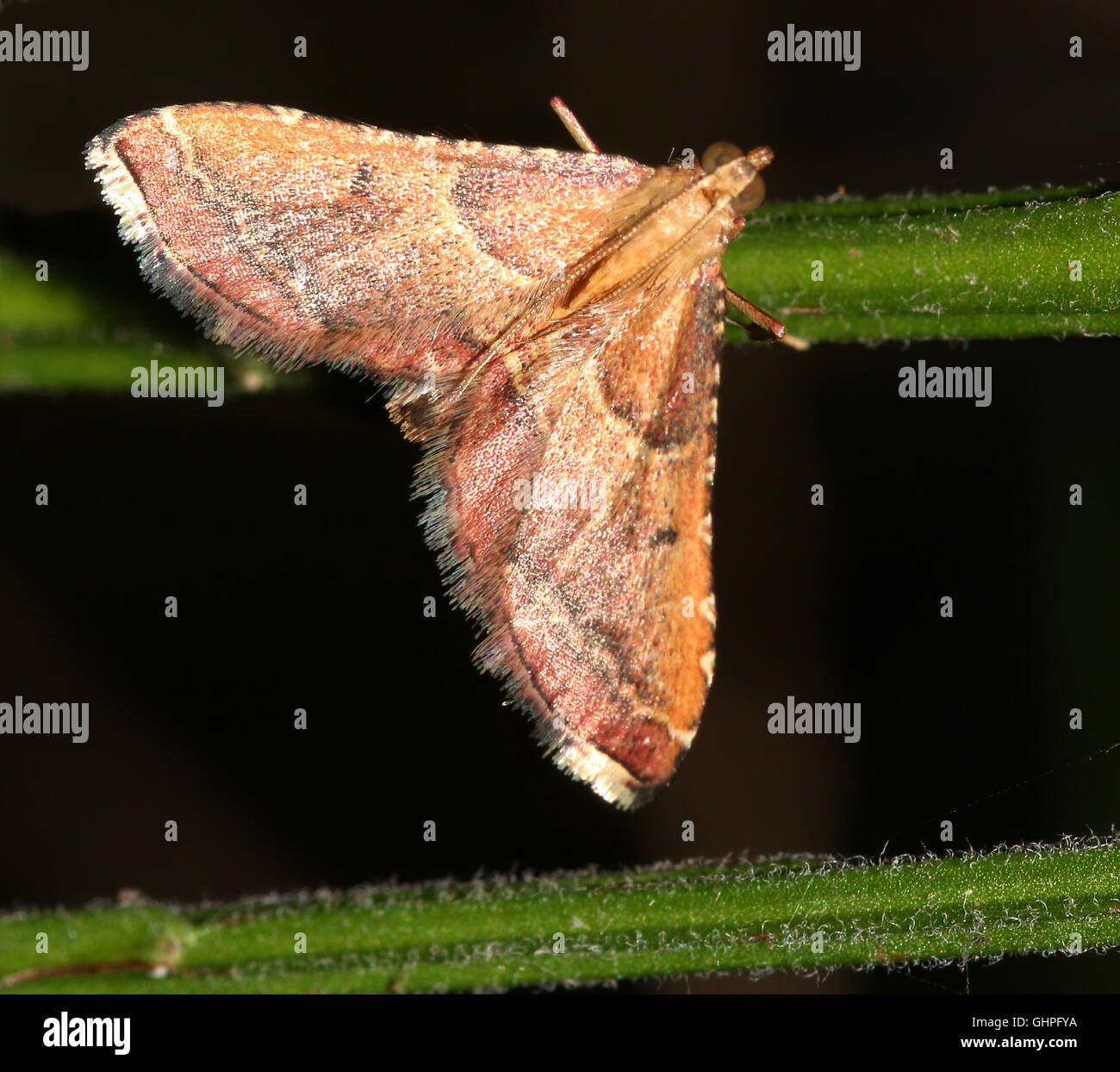Colourful European Rosy Tabby moth ( Endotricha flammealis)  - Pyralidae - Microlepidoptera Stock Photo