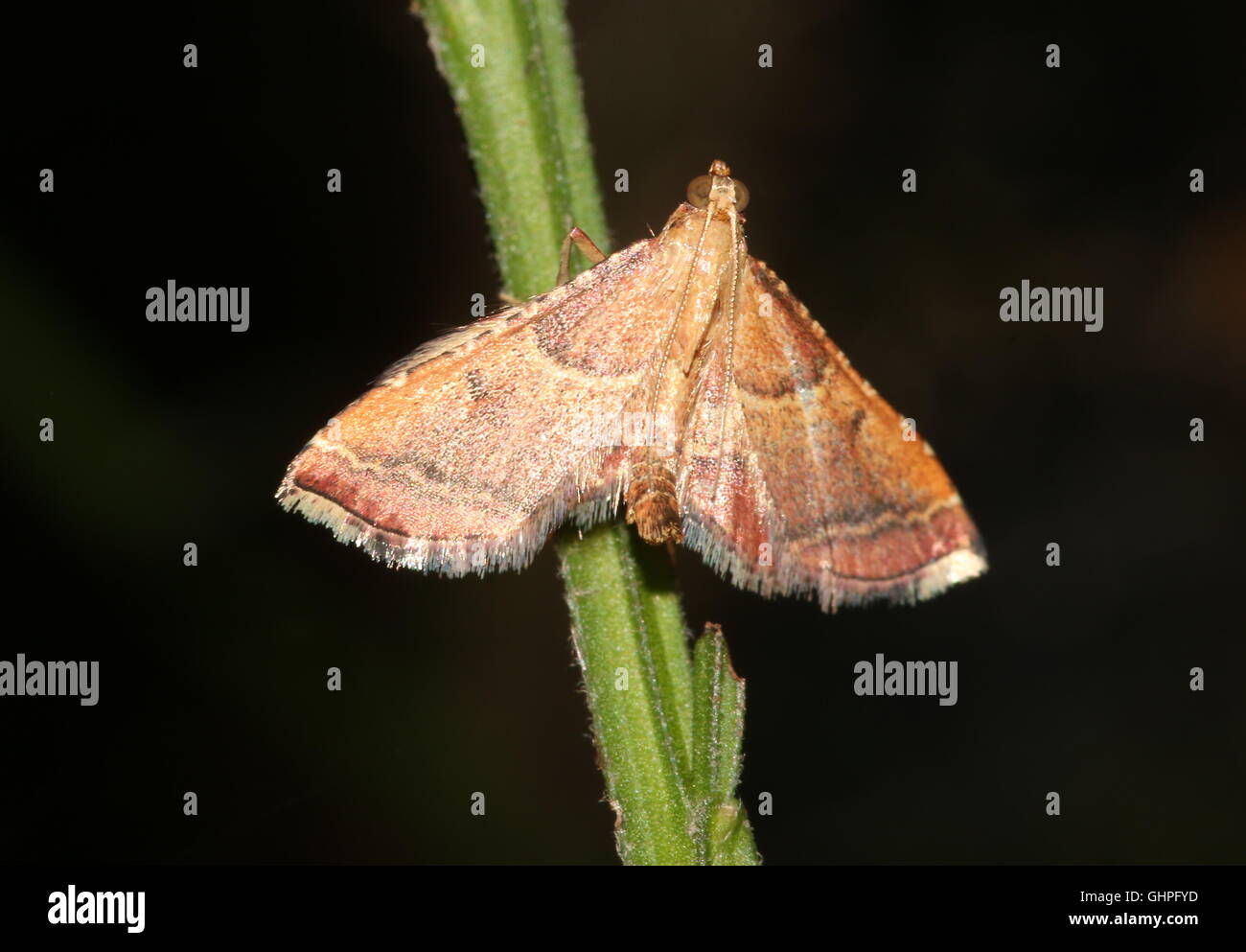 Colourful European Rosy Tabby moth ( Endotricha flammealis)  - Pyralidae - Microlepidoptera Stock Photo