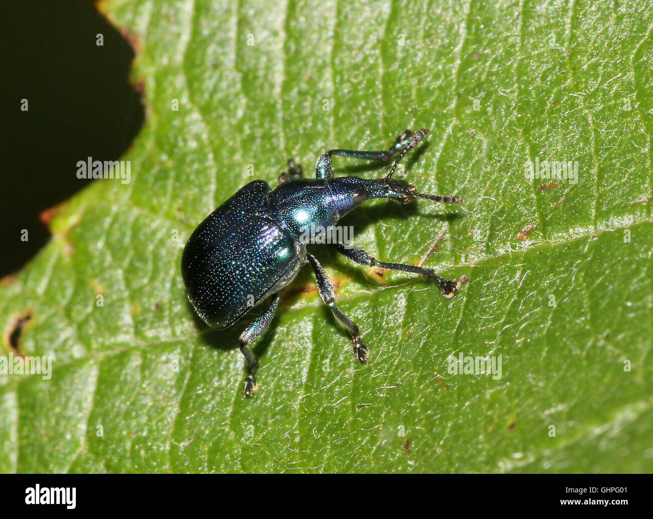Blue variety of the European Hazel Leaf-Roller Weevil (Byctiscus betulae), also Pear Leaf Roller Stock Photo