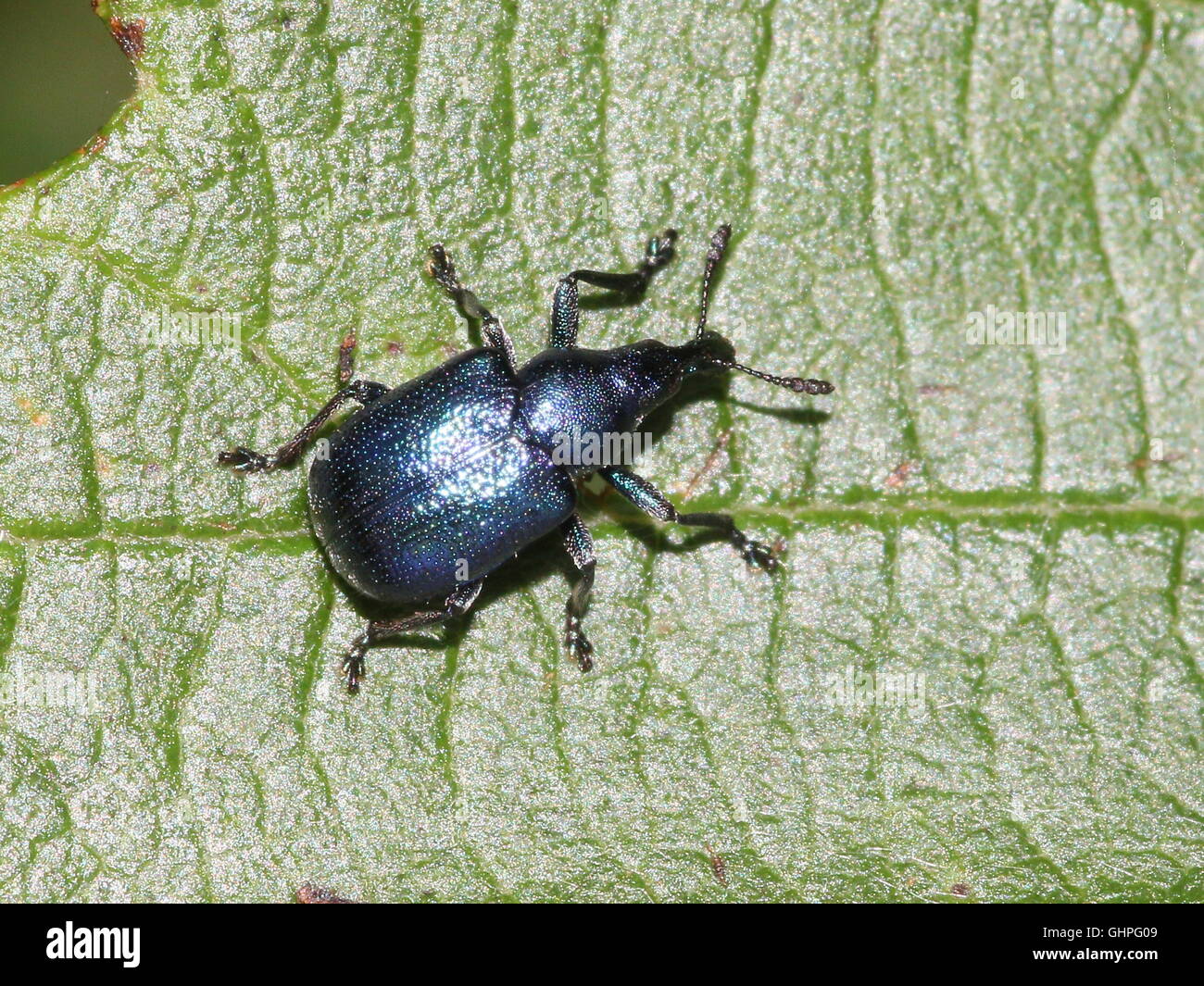Blue variety of the European Hazel Leaf-Roller Weevil (Byctiscus betulae), also Pear Leaf Roller Stock Photo