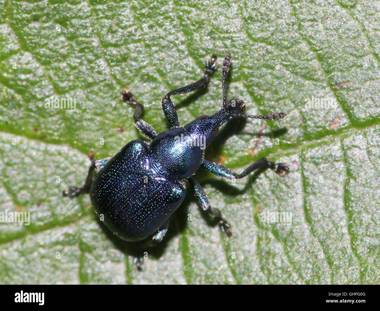 Blue variety of the European Hazel Leaf Roller Weevil (Byctiscus betulae), also Pear Leaf Roller Stock Photo