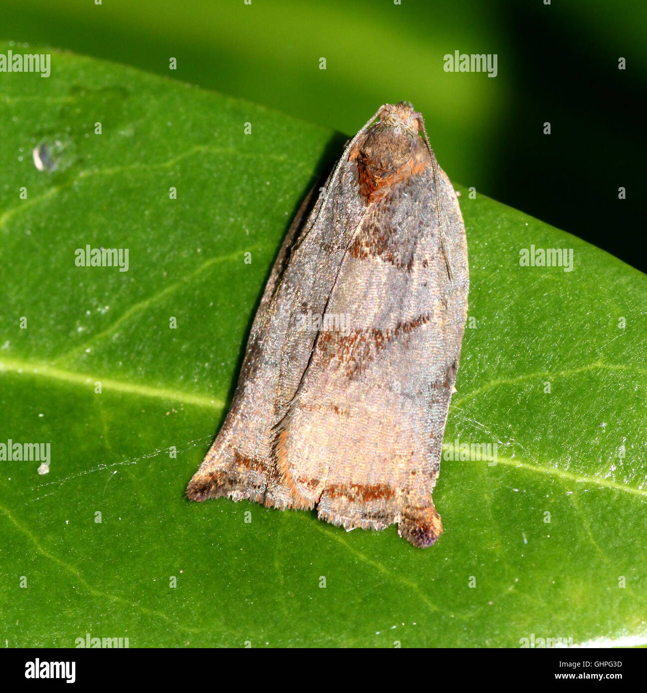 Leaf roller moth hi-res stock photography and images - Alamy