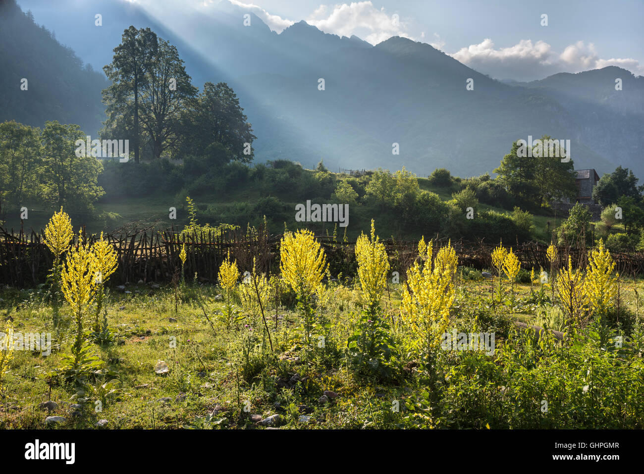 Wild flowers at Theth, with the Albanian Alps in the background, Northern Albania. Stock Photo