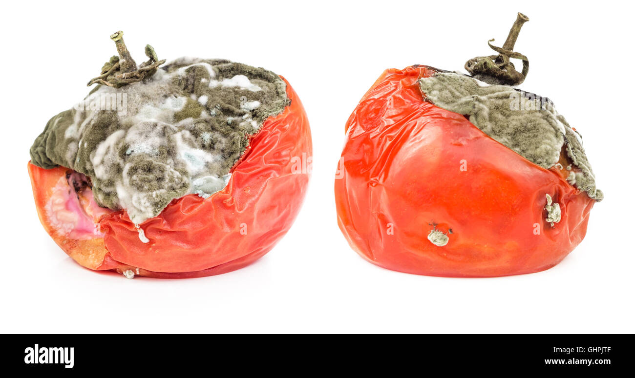 Rotten tomatoes isolated on white background. Moldy vegetable Stock Photo -  Alamy