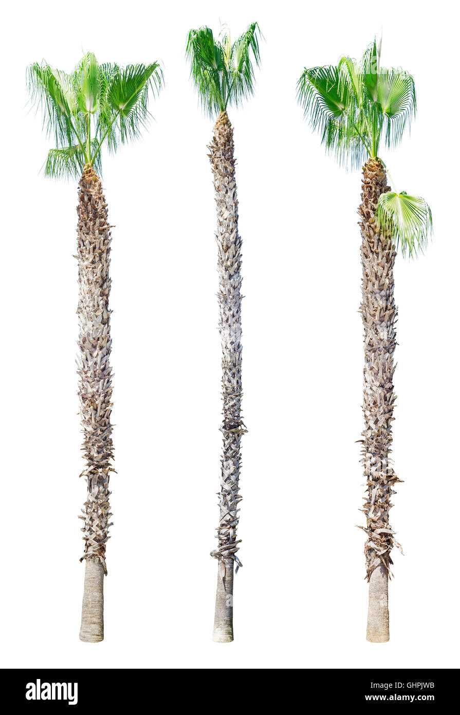 Sick palm tree isolated on white background. Washingtonia filifera