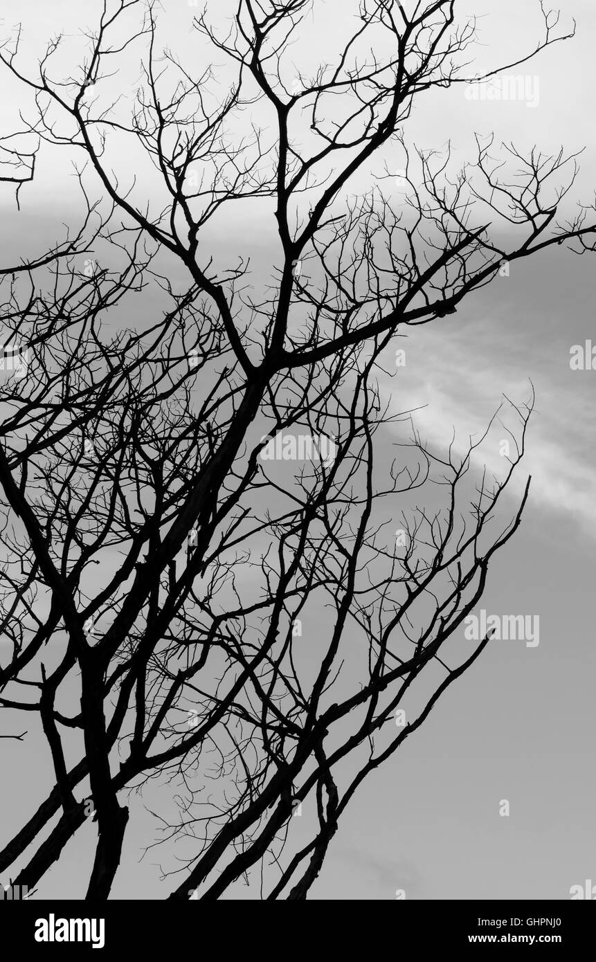 Background dry tree in black and white, feel sad. Stock Photo