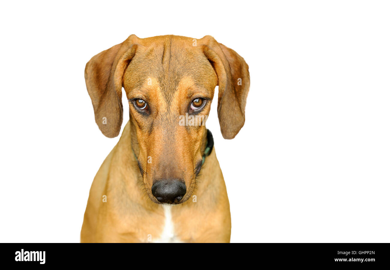 Should You Stare Into A Dogs Eyes