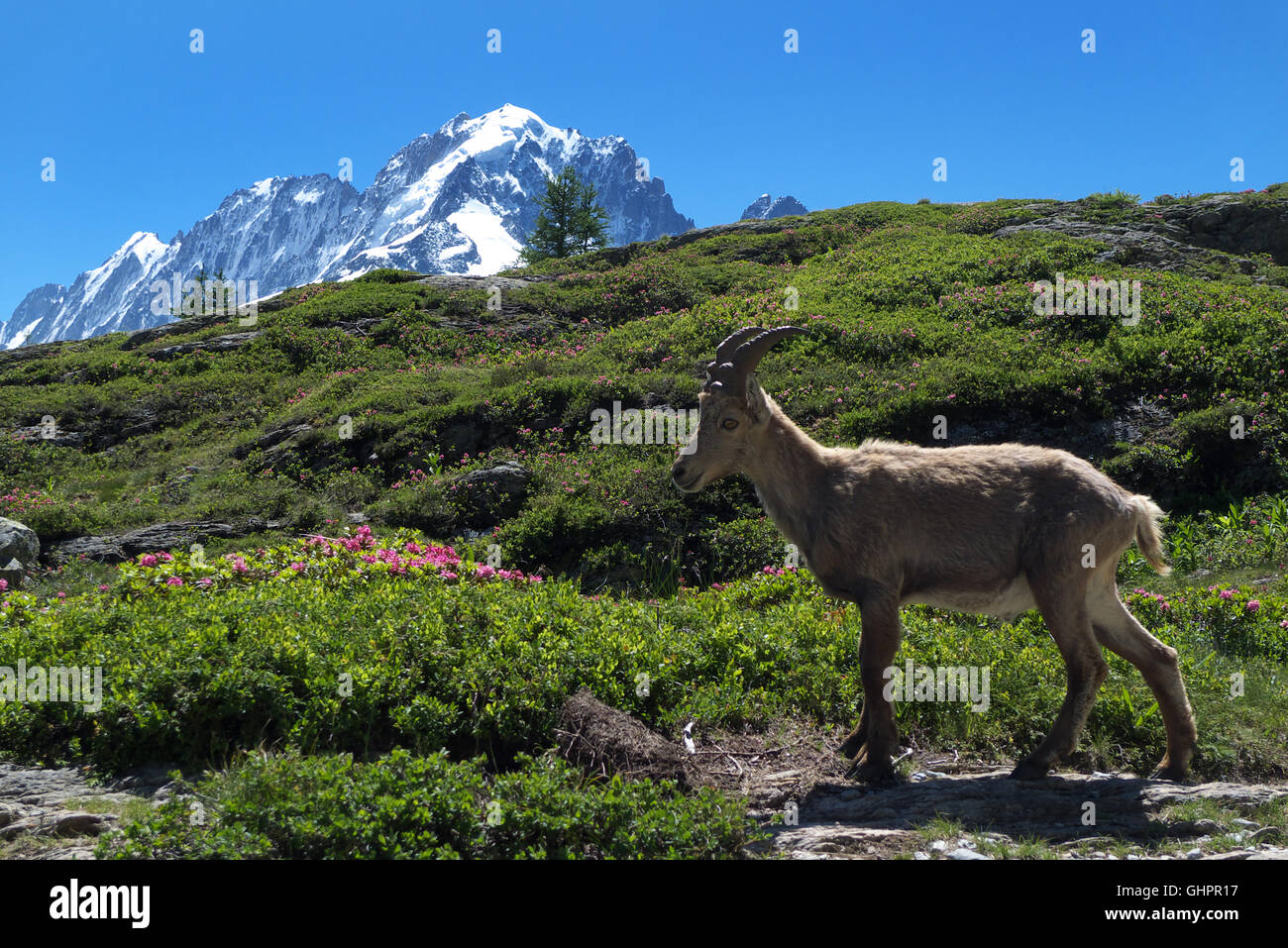 Young ibex, Aiguille Rouge nature reserve, Aiguille Verte in background, Chamonix valley, Savoy Alps, France, Europe, EU Stock Photo