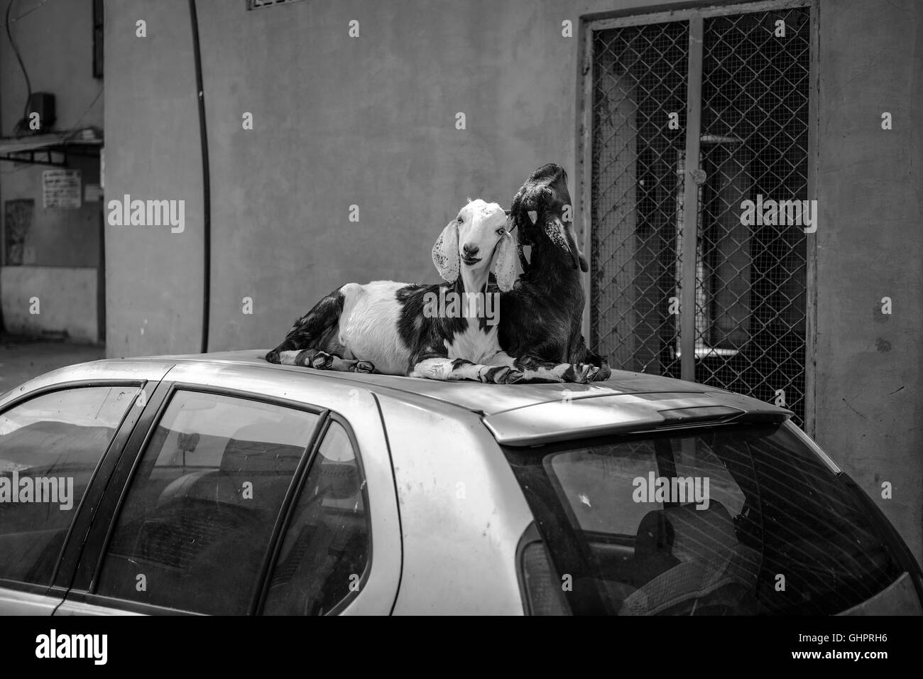 Two goats on a car Stock Photo