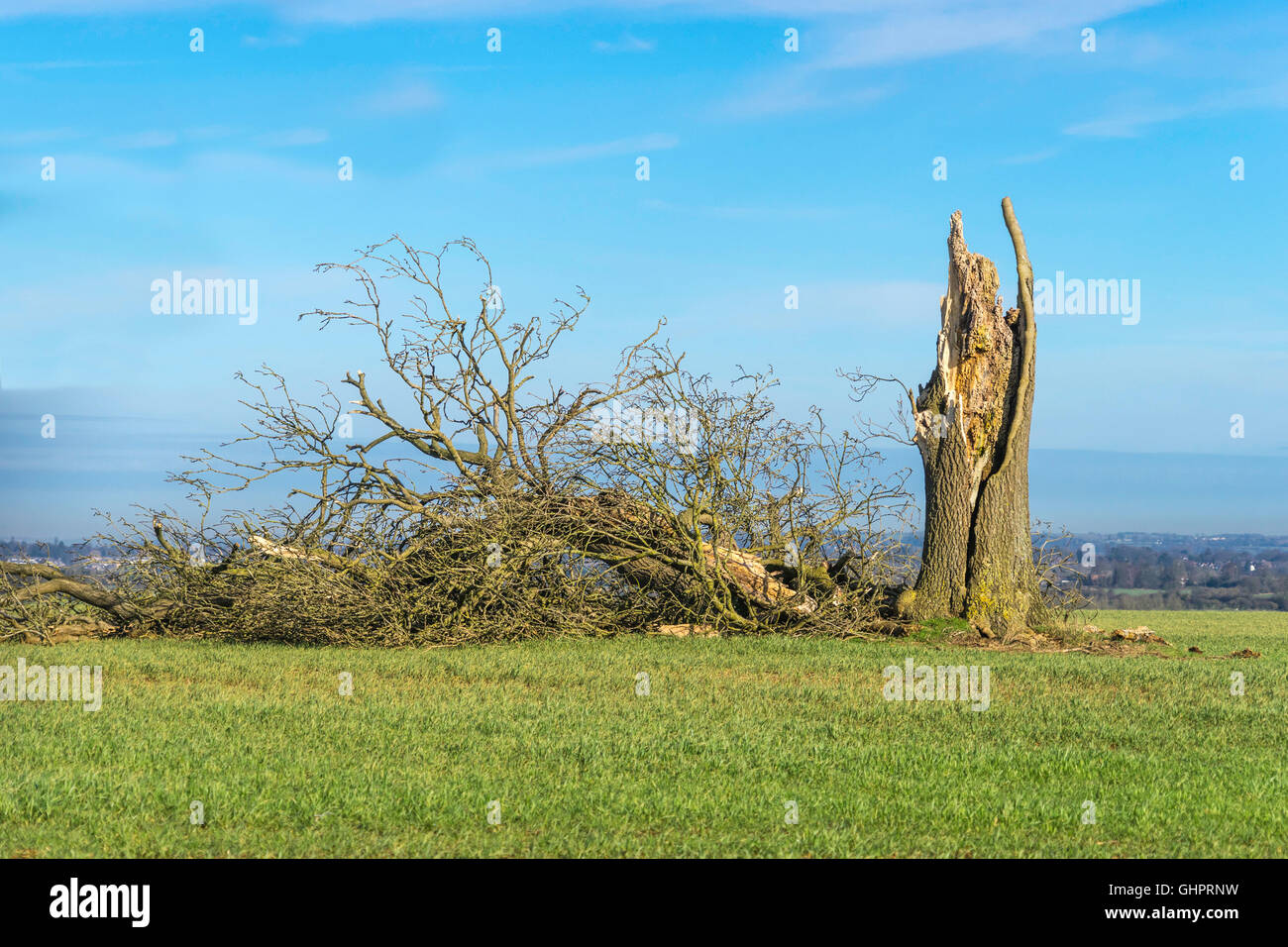 Old Rotten Tree in the middle of a field felled by Winter Storm Stock Photo