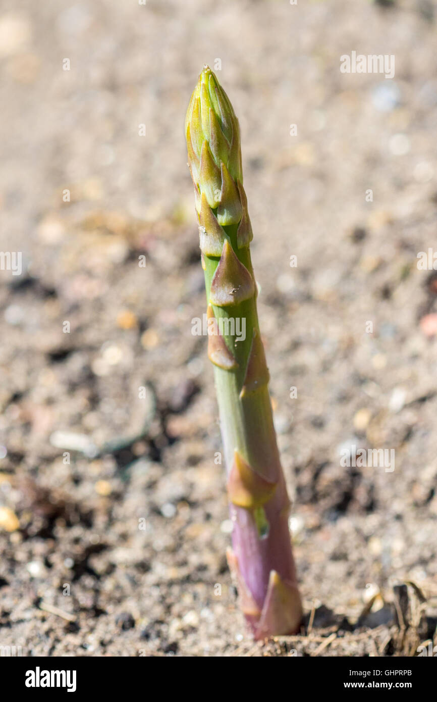 Single fast growing asparagus tip, emerging from the soil on a sunny