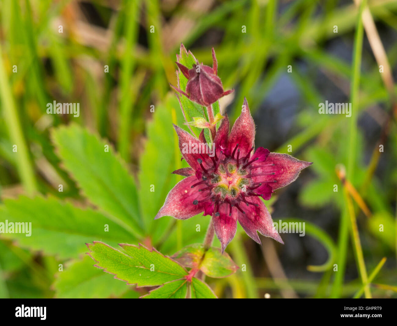 Comarum palustre, purple marshlocks, swamp cinquefoil or marsh cinquefoil, common waterside shrub Iceland Stock Photo