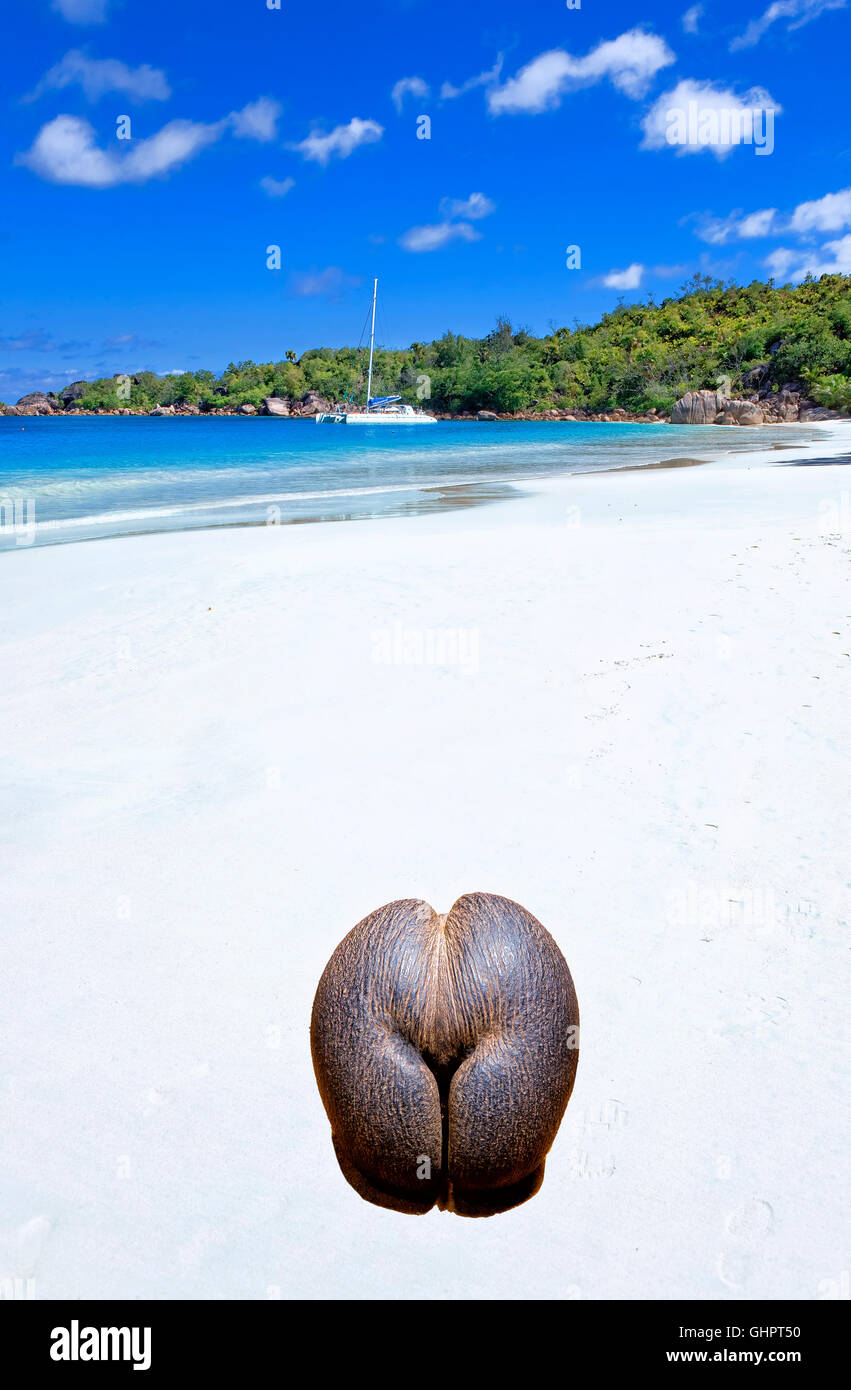 Coco de mer on the beach of Anse Lazio in Praslin island, Seychelles Stock Photo