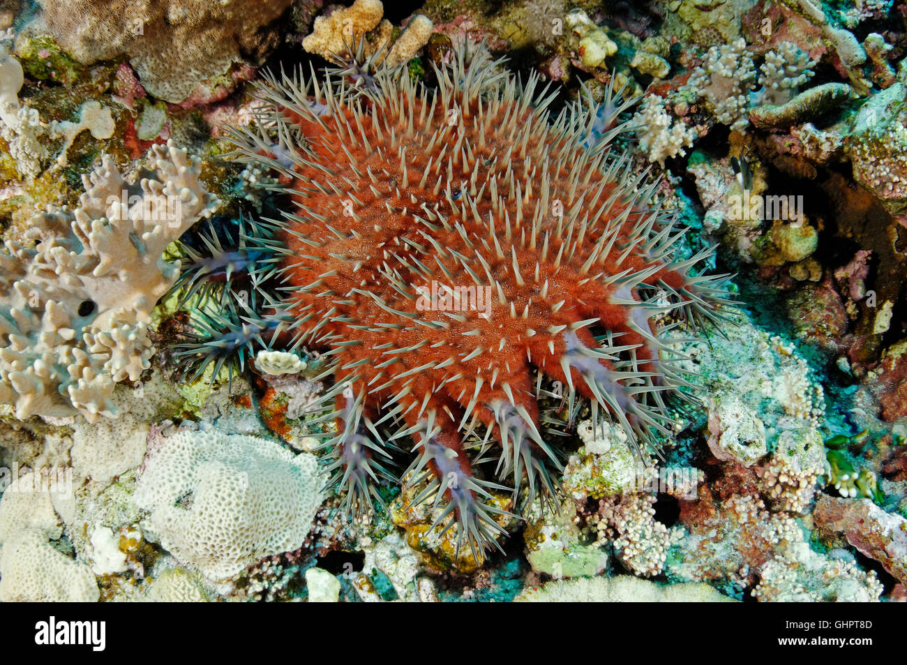 Acanthaster planci, Crownofthorns sea star, Starfish, Red Sea, Egypt