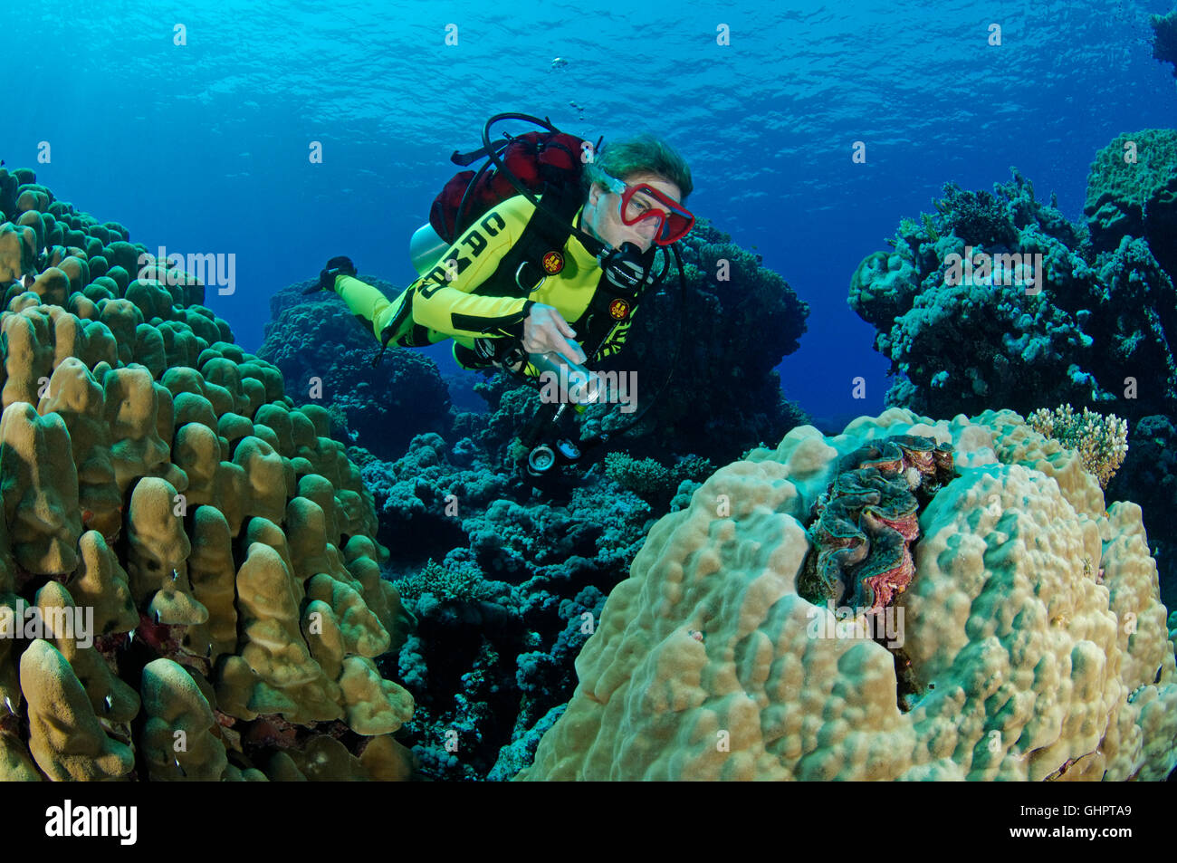 Porites sp., Coralreef with Hardcoral, Stony Coral and scuba diver, Zabargad Reef, El Gubal, Red Sea, Egypt, Africa Stock Photo